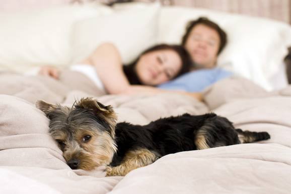 Five Signs That Your Apartment is Bad For Your Pet