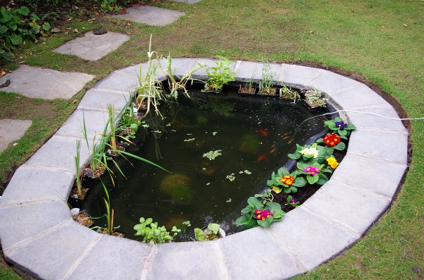 Garden Pond with fish