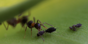 5 Places Around the Home that Ants Love To Nest