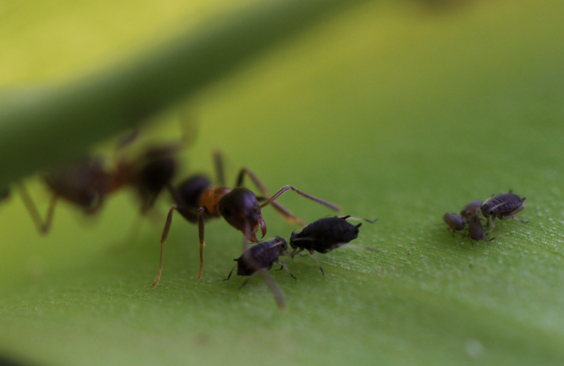 Symbiosis-ants.tif