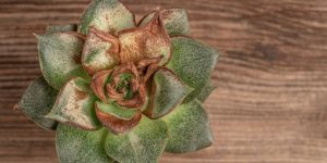3 Easy Steps To Revive A Dying Succulent