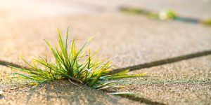3 Natural And Effective Ways To Kill Weeds