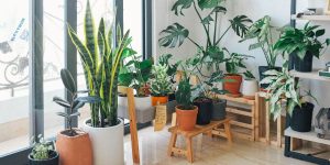 4 Tips To Keep Your Plants Alive While You’re Away On Vacation