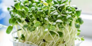 How to Grow and Harvest Microgreens in Your Kitchen Garden