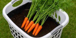 How I Grew Juicy Carrots in an Old Laundry Basket—Yes, Really!