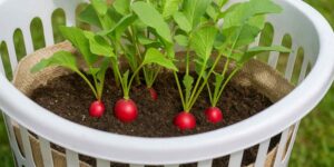 How I Turned an Old Laundry Basket into a Radish Garden